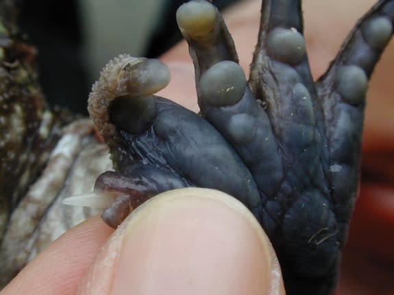 The spike shooting from a male Otton frog's pseudo-thumb.