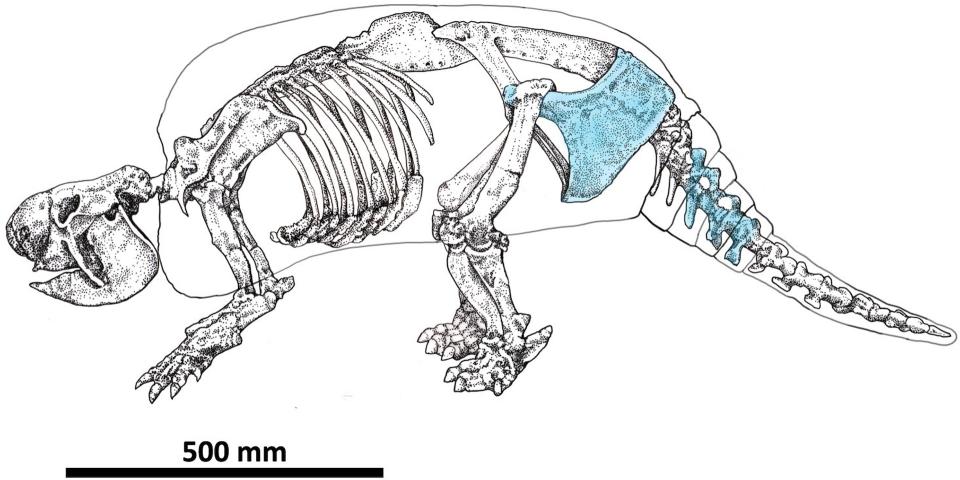 A line drawing of a mid-sized mammal's skeleton, with parts of the hip and tail marked in blue