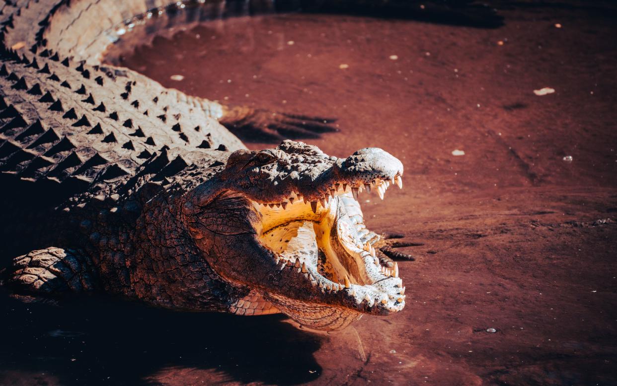 Mit hungrigen Krokodilen ist nicht zu spaßen (Symbolbild: Getty Images)