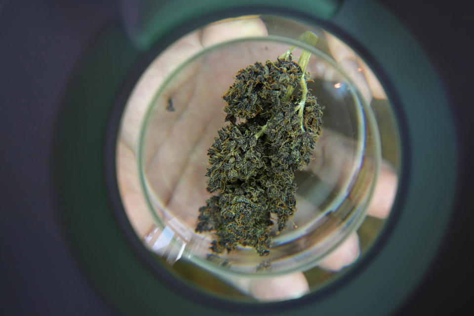 A customer views a sample of marijuana before making a purchase at the Highland Cafe in Bangkok, Thailand, Thursday, June 9, 2022. Measures to legalize cannabis became effective Thursday, paving the way for medical and personal use of all parts of cannabis plants, including flowers and seeds. (AP Photo/Sakchai Lalit)