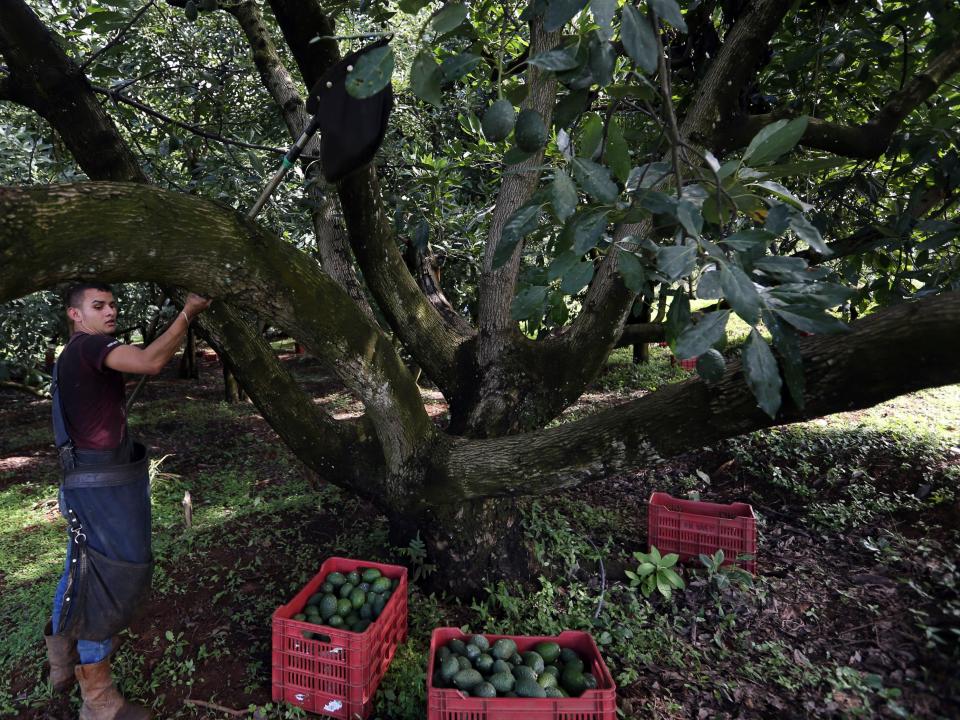 In this Oct. 1, 2019 photo, a farmhand harvests avocados at an orchard, near Ziracuaretiro, Michoacan state, Mexico