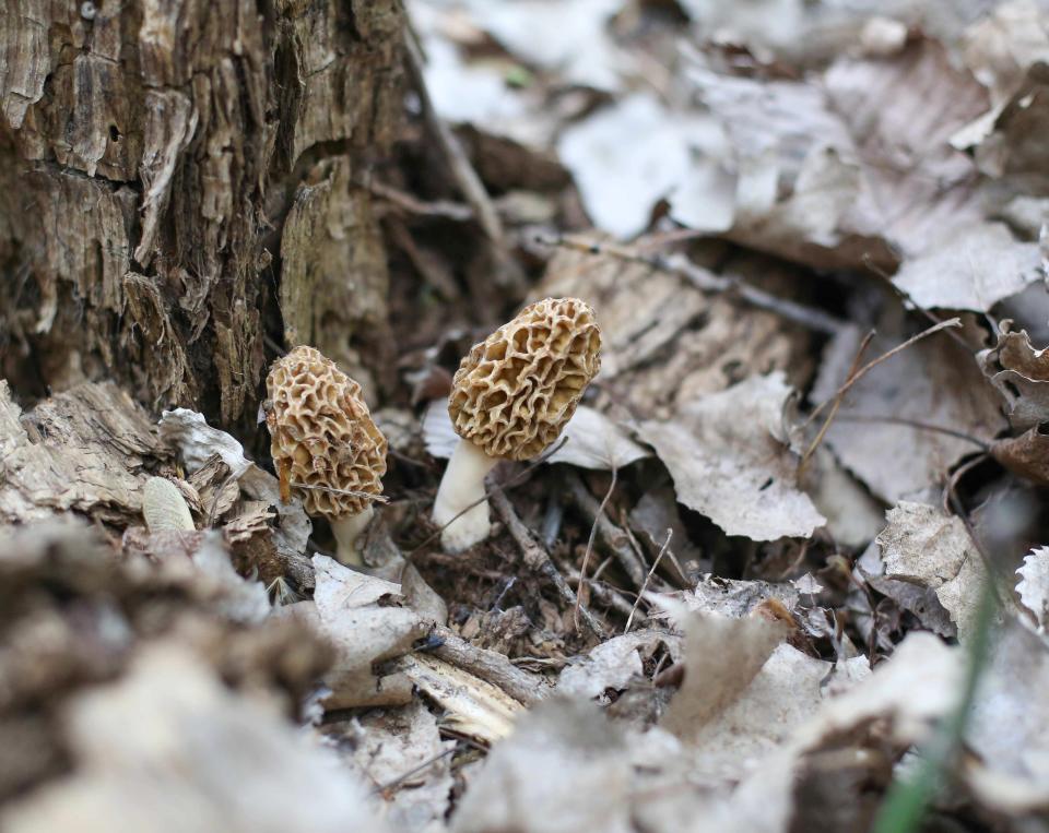 Morel mushrooms pop up through the leaves near a tree trunk at the Cottonwood Recreation Area in Des Moines on Wednesday, May 5, 2021.