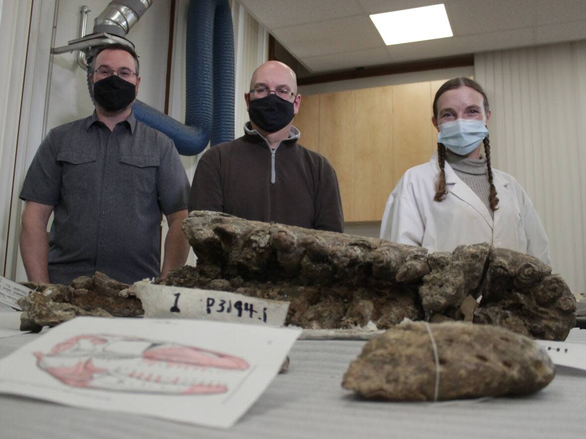 Researchers at the Royal Saskatchewan Museum in Regina have uncovered the fossil of a prognathodon — a large, snake-like marine reptile in the mosasaur family — in Grasslands National Park, located in southwest Saskatchewan. (Matt Duguid/CBC - image credit)