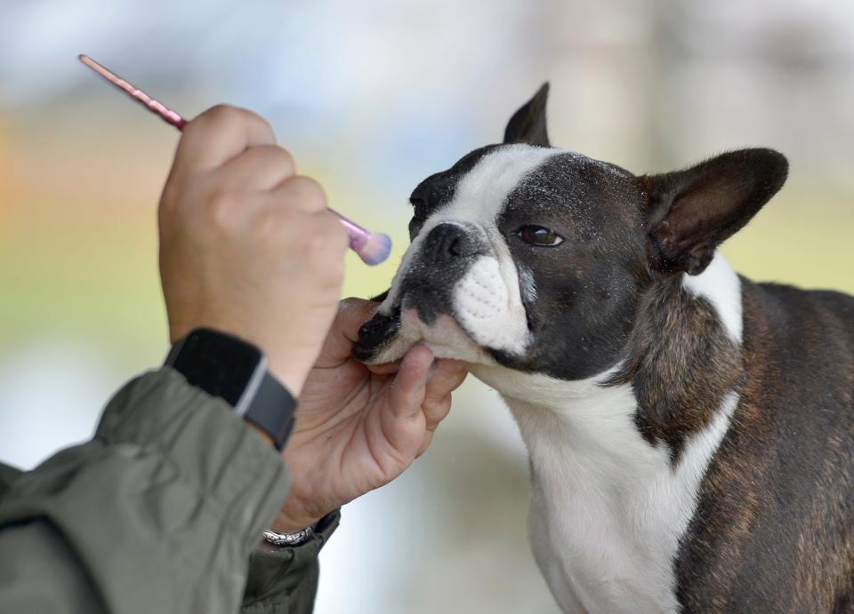 Co-owner Sarah Kennedy, of Orange, brushes on white chalk on the face of "Dande," a 2-year-old Boston terrier, to help bring out the color of her white cheeks. at the 2021 Cranberry Cluster Dog Show at the Cape Cod Fairgrounds.