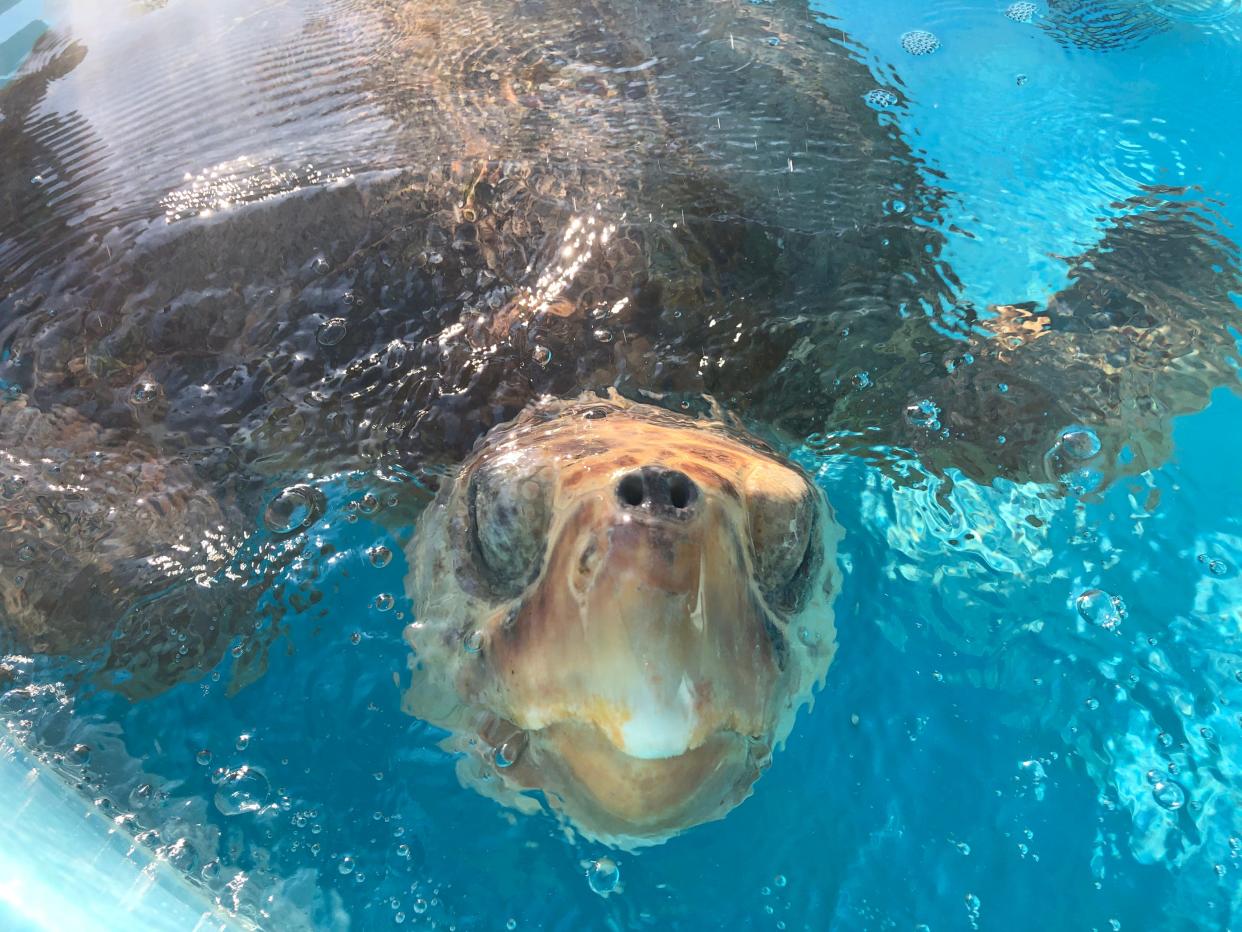 Catch a close-up look at the sea turtles being cared for by Loggerhead Marinelife Center in Juno Beach.