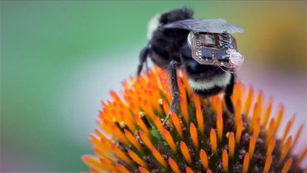 Bee with backpack