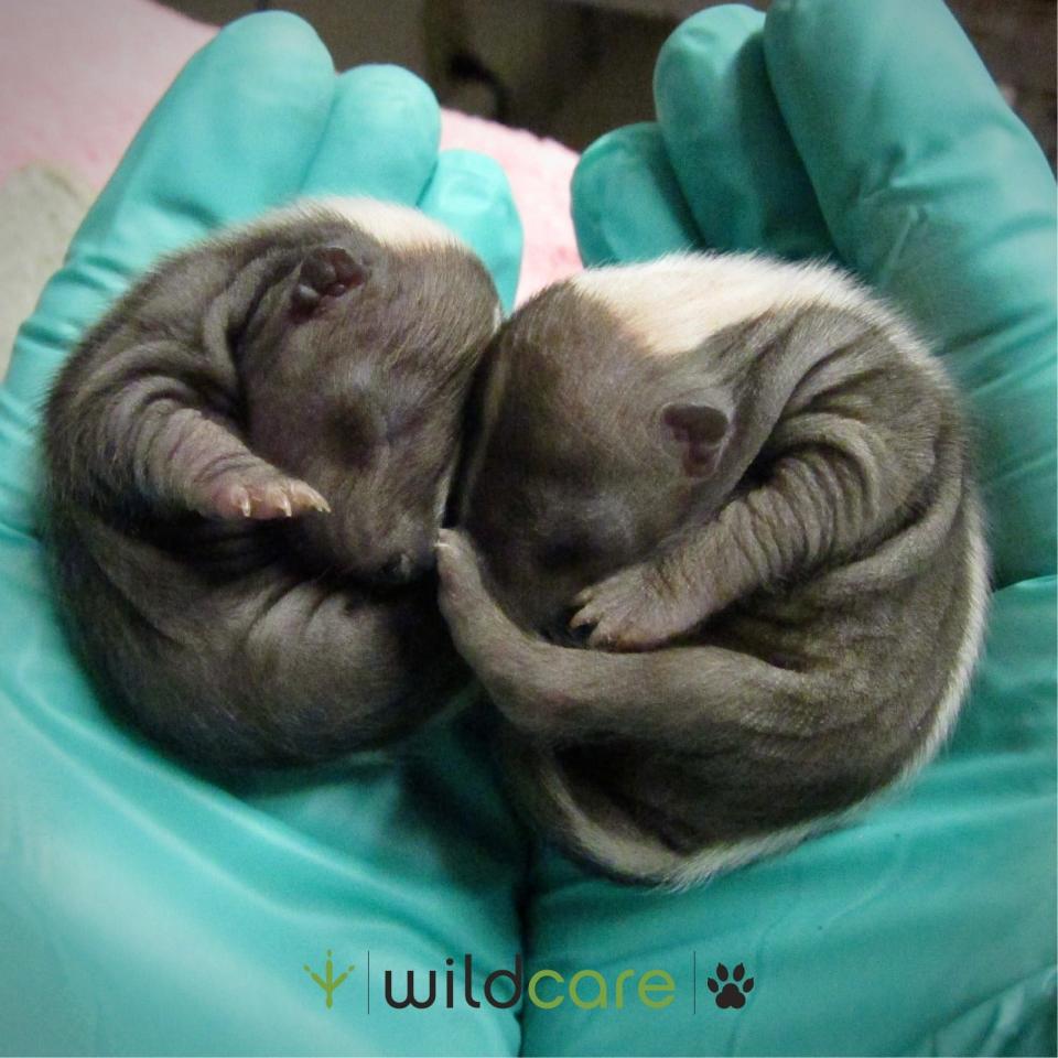 File: Two baby skunks that member of the public brought to WildCare in Northern California recently.