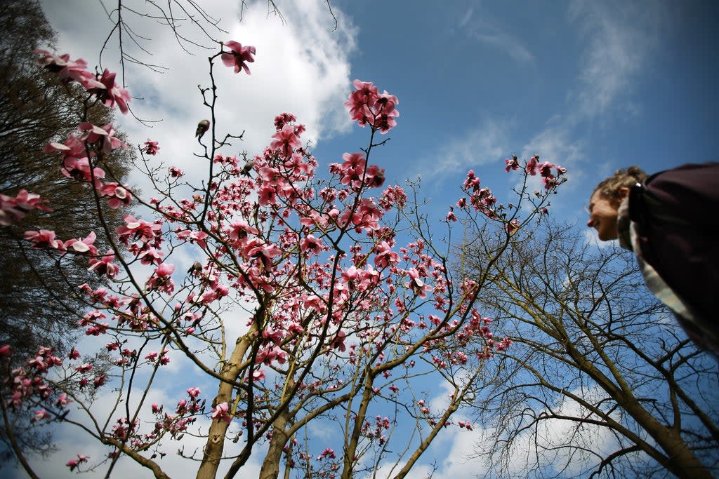 Magnolia trees blossom at the Royal Botanical Gardens in Kew (Getty Images)