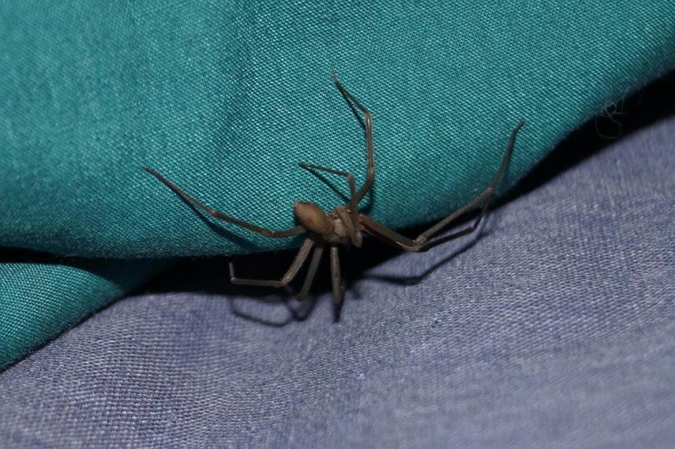 Brown recluse spiders can be attracted to basements with lots of cardboard boxes.