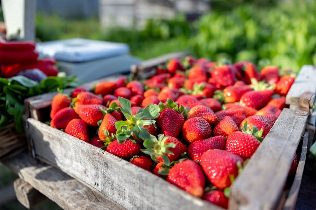 Strawberries are called on the carpet in this year’s edition of the “Dirty Dozen.” Hispanolistic