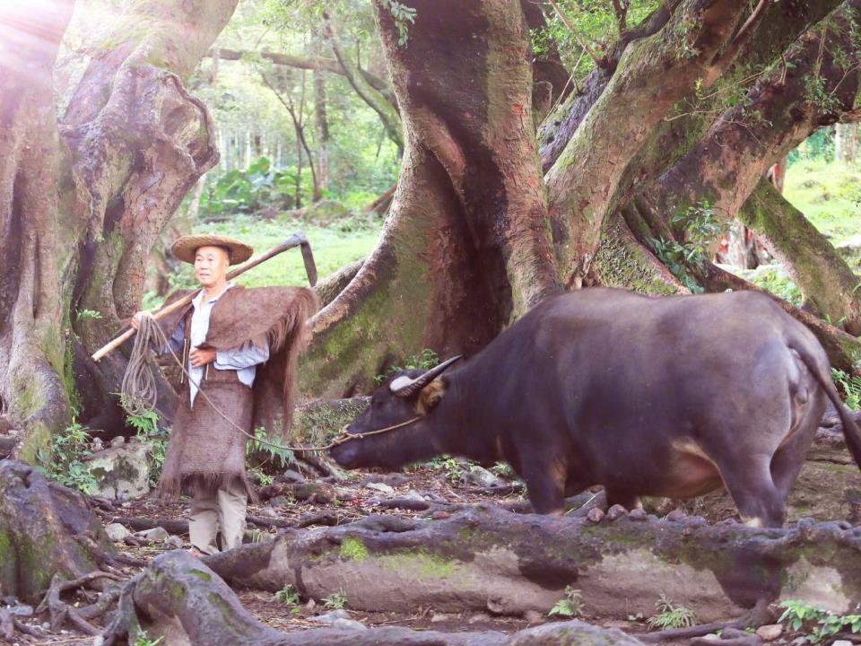 A man dressed in traditional Chinese farming attire stands with a hoe over his shoulder next to a buffalo.