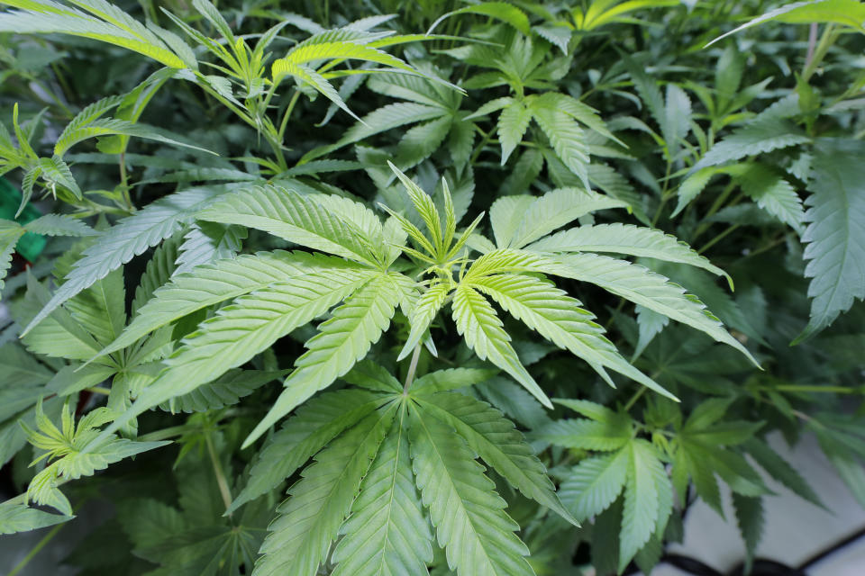 Marijuana plants growing at GB Sciences Louisiana, in Baton Rouge, La., Tuesday, Aug. 6, 2019. Today was the first day the marijuana, which was grown for medical purposes, was processed and shipped to patients in Louisiana. (AP Photo/Gerald Herbert)