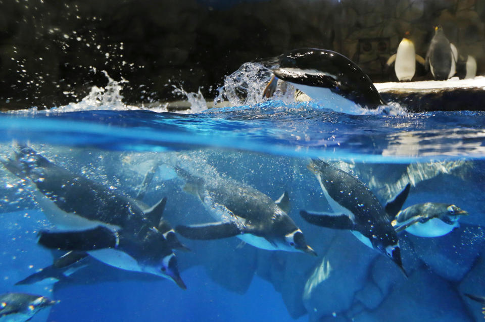Penguins swim at the new launch Polar Adventure at the Ocean Park, a tourist attraction in Hong Kong, Thursday, July 12, 2012. (AP Photo/Kin Cheung)