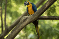 A blue-and-yellow macaw that zookeepers named Juliet perches on a branch outside the enclosure where captive macaws are kept, at BioParque in Rio de Janeiro, Brazil, Wednesday, May 5, 2021. Juliet is believed to be the only wild specimen left in the Brazilian city where the birds once flew far and wide. (AP Photo/Bruna Prado)