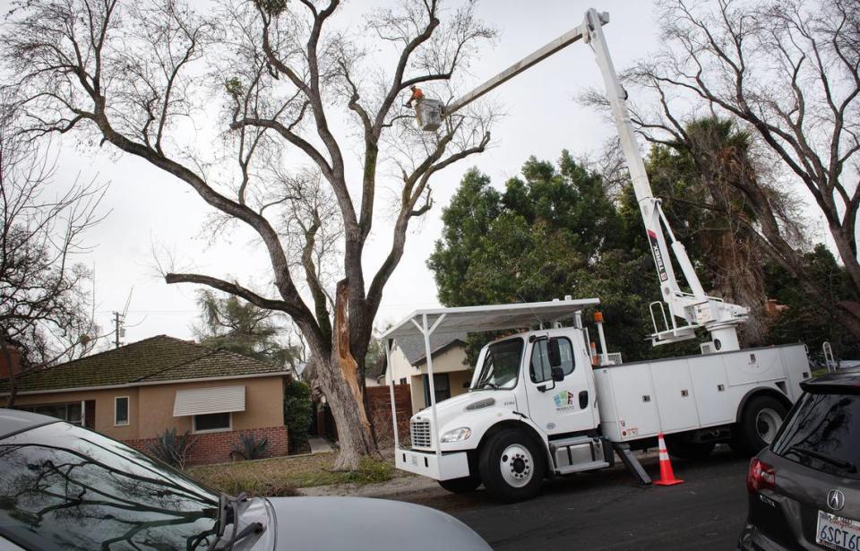 Un equipo de la división forestal de la ciudad de Modesto trabaja en un árbol dañado en Rowland Avenue, en Modesto, California, el martes 3 de enero de 2023.