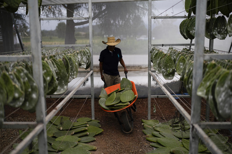 Miguel Garcia pushes a wheelbarrow filled with nopales or prickly pear cacti pads, into his family’s greenhouse, in San Francisco Tepeyacac, east of Mexico City, Thursday, Aug. 24, 2023. Garcia's family specializes in the production of cochineal dye that comes from the crushed bodies of tiny female insects that contain carminic acid and feed on the pads of nopal cactus plants. (AP Photo/Eduardo Verdugo)