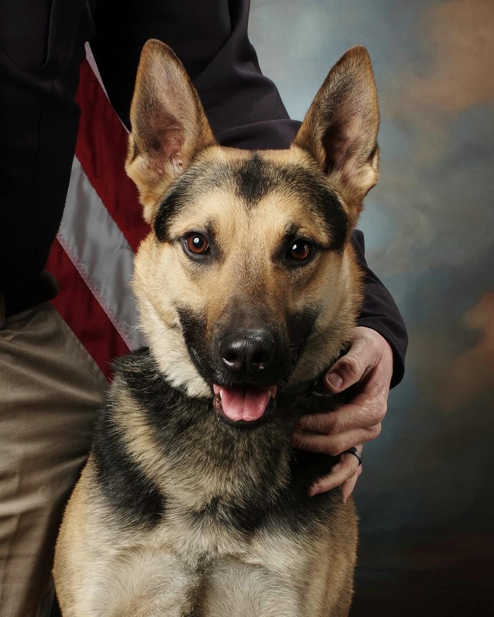 A protective vest saved a Fort Collins Police Services K-9 named Inox from being injured while apprehending a suspect who attempted to stab him.