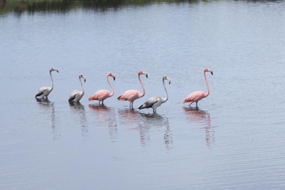 Three adult and three juvenile flamingos at Lighthouse Pool on Thursday, Aug. 31 2023