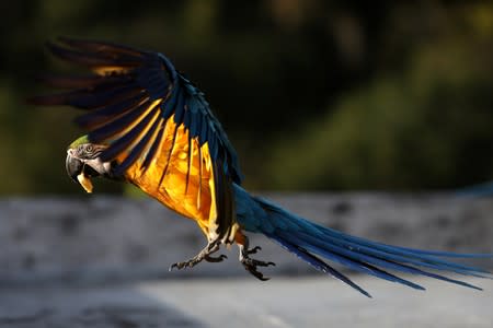 A macaw flies over a rooftop of a building with a piece of banana in its beak in Caracas