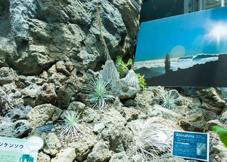 ▲The Hawaii silversword is an alpine plant of Hawaii, a peculiar species that blooms flowers only once in its entire lifetime. The leaves are covered in beautiful silver hairs, which protect the plant from the strong sun of the high mountain areas.