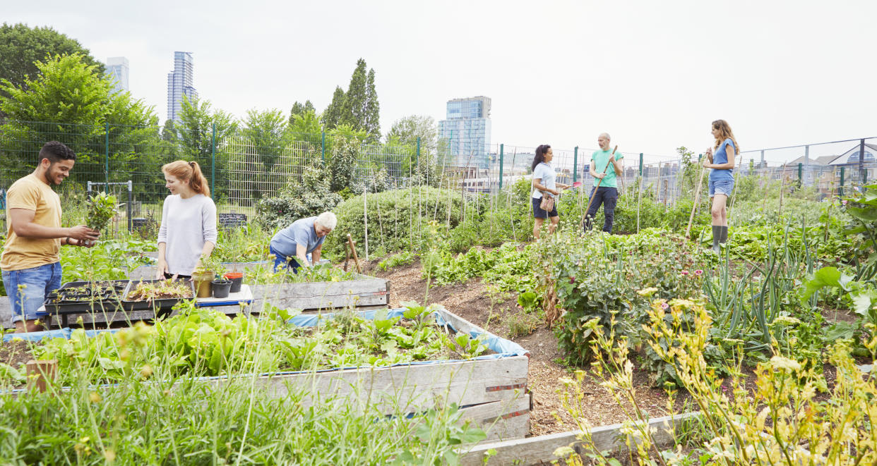 Allotments can be a great place to meet like-minded people (Getty Images)