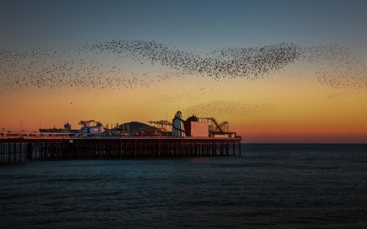 A starling murmuration in Brighton - Getty