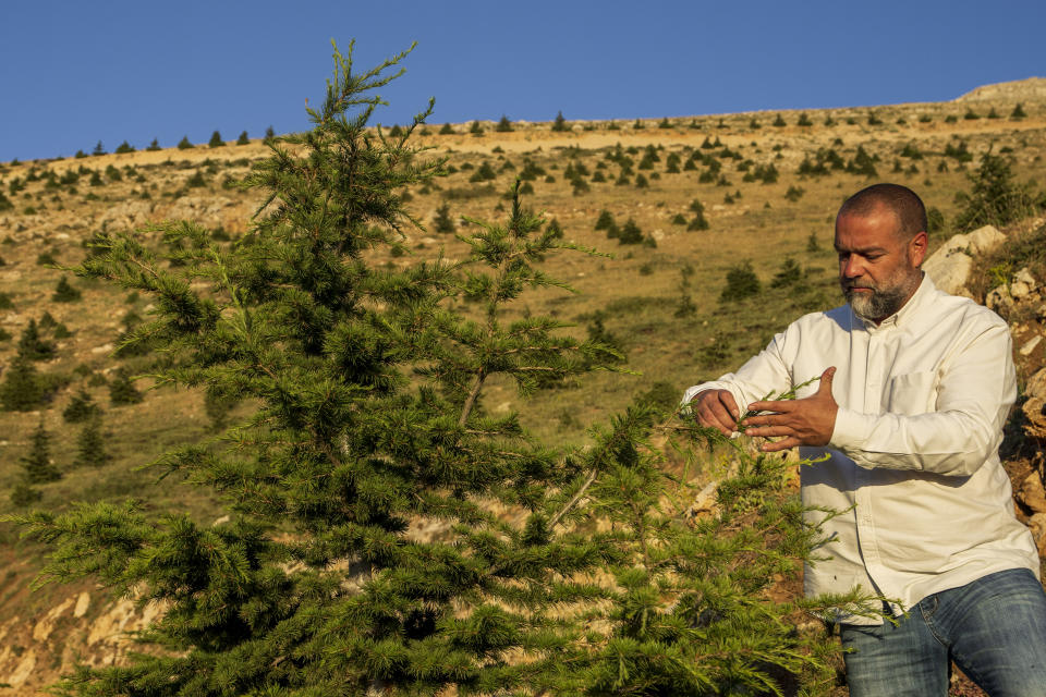 Agricultural engineer Charbel Tawk looks after a cedar tree as part of a forestation initiative 2,400 meters above sea level, in the northeast mountain town of Bcharre, Lebanon, Saturday, July 22, 2023. For Lebanon's Christians, the cedars are sacred, these tough evergreen trees that survive the mountain's harsh snowy winters. They point out with pride that Lebanon's cedars are mentioned 103 times in the Bible. (AP Photo/Hassan Ammar)