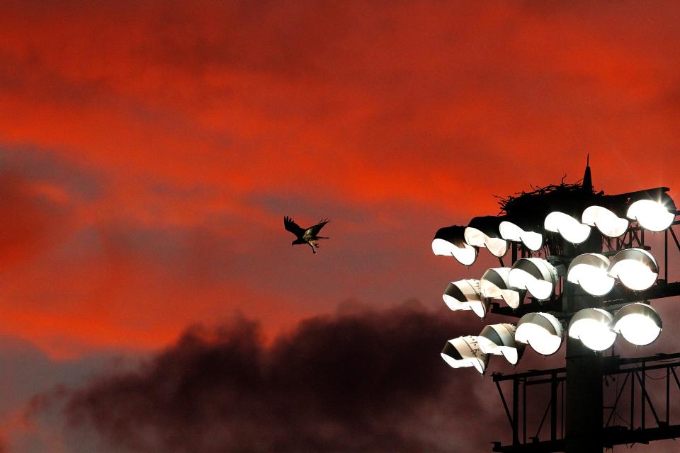 Magic Moment for Gainesville Magazine Clouds is illuminated by the sunset as an osprey swoops from its nest atop a field light at McKethan Stadium during the 2012 NCAA Gainesville Regional, in Gainesville, June 1, 2012.