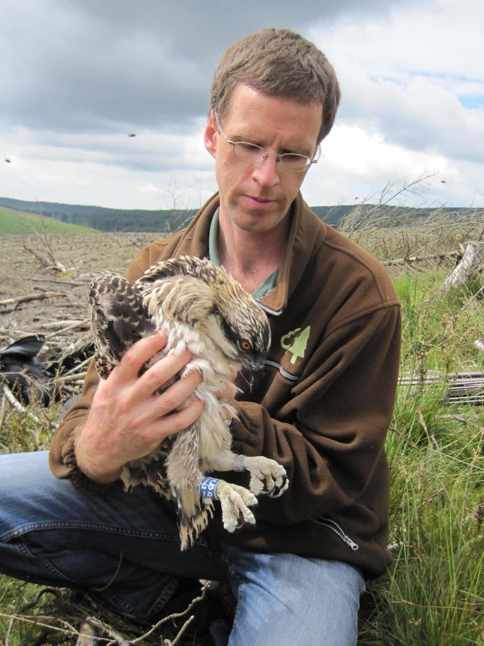Forestry Commission ecologist Tom Dearnley holding one of pair of osprey chicks (PA) (PA Archive)