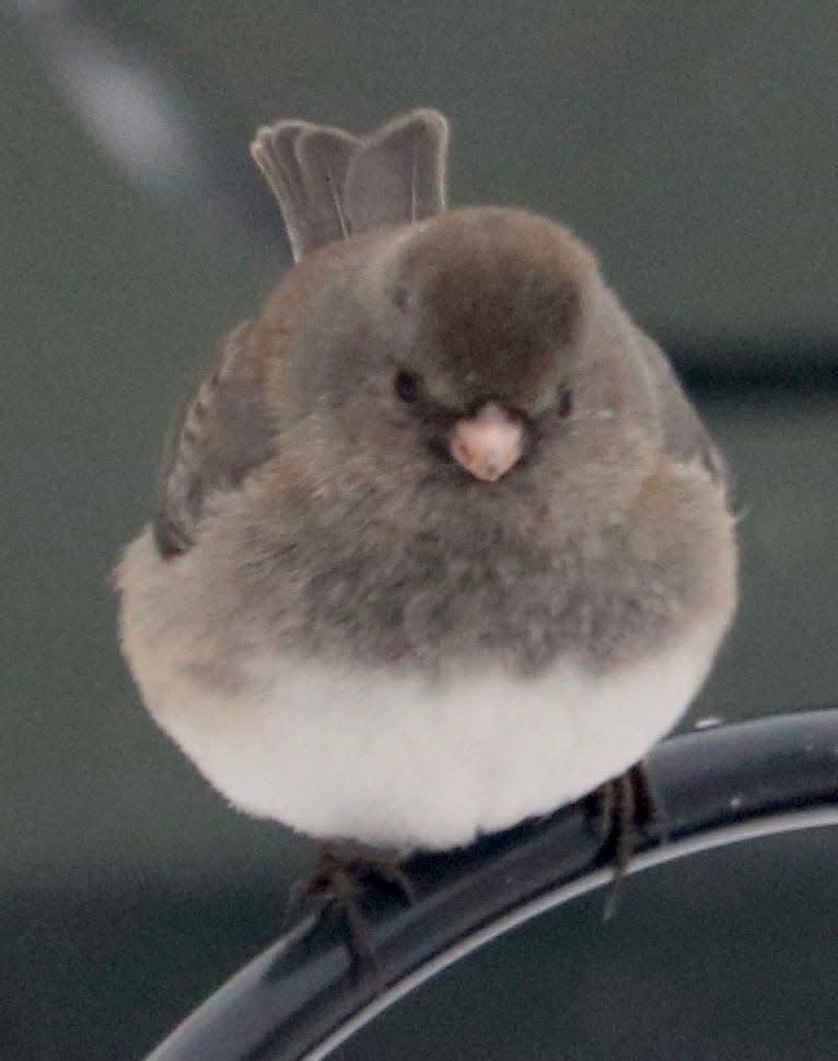 Dark-eyed Junco – fluffed up to stay warm – Winter visitor to our area.