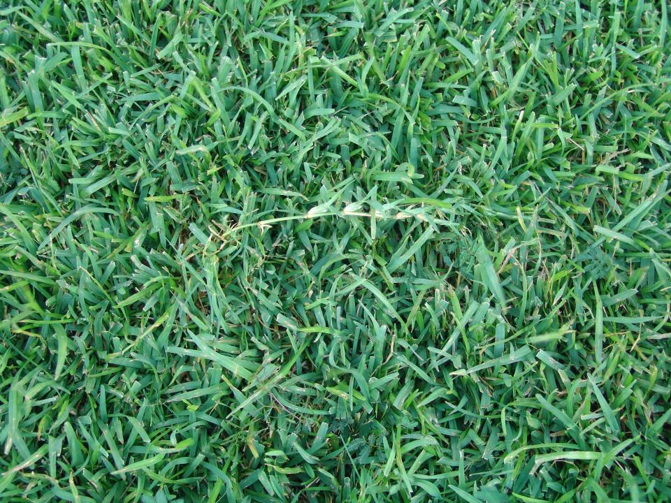 Centipede grass is a low-maintenance landscaping favorite, but it requires special care to look its best.