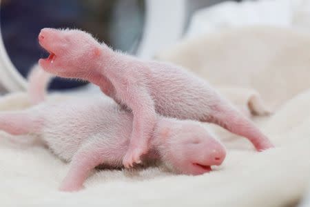 Twin giant panda cubs are seen in Chengdu, Sichuan Province, China. China Daily/via REUTERS