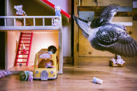 In this image released by World Press Photo, Thursday April 15, 2021, by Jasper Doest, part of a series titled Pandemic Pigeons—A Love Story, which won first prize in the Nature Stories category, shows Ollie flies through the living room, after knocking over toys, in Vlaardingen, the Netherlands, on 30 April 2020. (Jasper Doest, World Press Photo via AP)