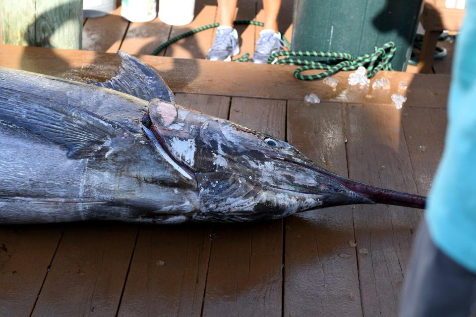 A blue marlin caught in Ocean City, Maryland, similar to the one caught at a tournament in North Carolina over the weekend that unofficially weighed over 600 pounds.