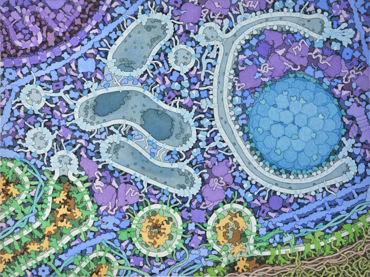 Illustration of an autophagosome (light blue double-membrane to the right) engulfing cellular material. <a href="https://doi.org/10.2210/rcsb_pdb/goodsell-gallery-012" rel="nofollow noopener" target="_blank" data-ylk="slk:David S. Goodsell and Daniel Klionsky/RCSB PDB-101;elm:context_link;itc:0;sec:content-canvas" class="link ">David S. Goodsell and Daniel Klionsky/RCSB PDB-101</a>, <a href="http://creativecommons.org/licenses/by-sa/4.0/" rel="nofollow noopener" target="_blank" data-ylk="slk:CC BY-SA;elm:context_link;itc:0;sec:content-canvas" class="link ">CC BY-SA</a>