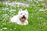 <p>West Highland Terriers were originally bred for <a href="https://dogtime.com/dog-breeds/west-highland-white-terrier#/slide/1" rel="nofollow noopener" target="_blank" data-ylk="slk:hunting and ratting;elm:context_link;itc:0;sec:content-canvas" class="link ">hunting and ratting</a>, according to Dog Time, which means they're pretty independent thinkers. But their silly personality will always win you over at the end of the day. Plus, they're not high-shedding.</p>