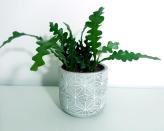 <p> Also known as the zigzag cactus, the Fishbone cactus is native to Mexico. It was one of the most trending houseplants of 2021, and we think this fun and easy-to-care-for plant sticking around.&#xA0; </p> <p> If you take good care of it, you may enjoy a reward of fragrant flowers &#x2013; invite this ornamental houseplant into your plant family and you won&apos;t regret it. </p>
