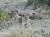 There are only about 20,000 wild lions left in Africa. About 50 years ago, there were 450,000 lions — a decline of more than 95 percent.