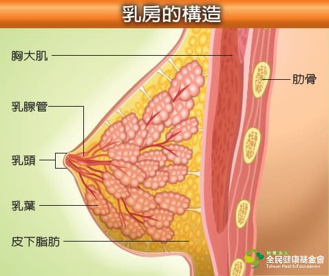 乳房的構造