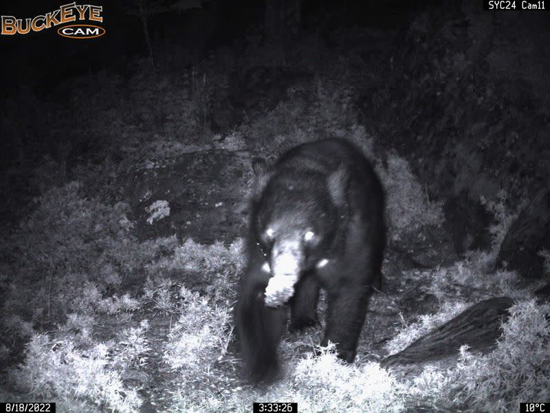 8月18日臺灣黑熊出沒於嘉明湖山屋倉庫下方。（圖／翻攝畫面）