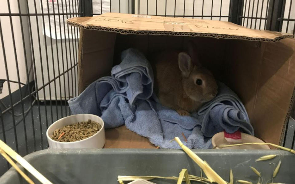 The dwarf rabbit, who is approximately one year old, was taken to the RSPCA. Source: RSPCA SA