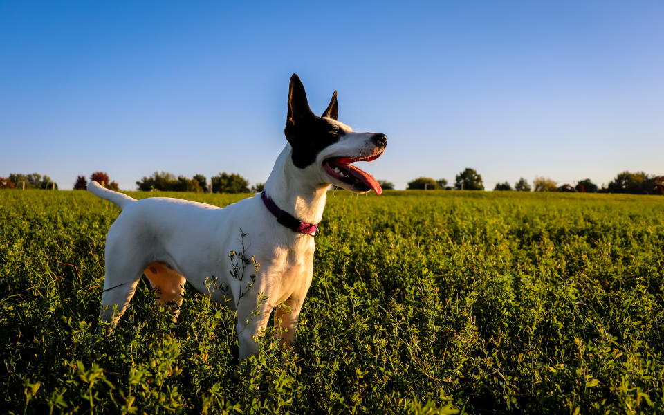 Puppy roams outer edges of the family farm on a sunny early October day in rural Illinois.