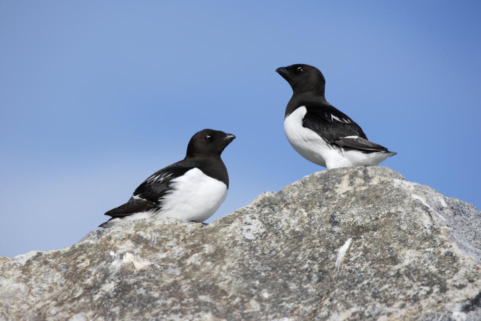 Two little auks face each other on rock against blue sky.