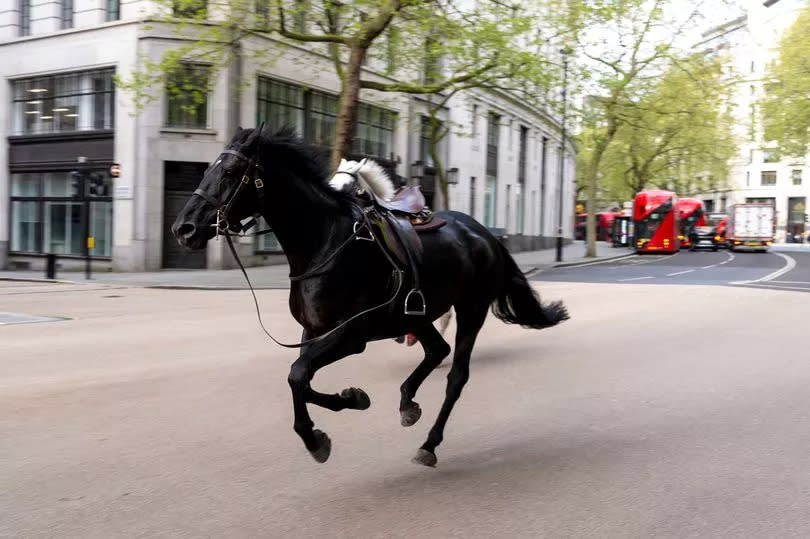 Two horses on the loose bolt through the streets of London