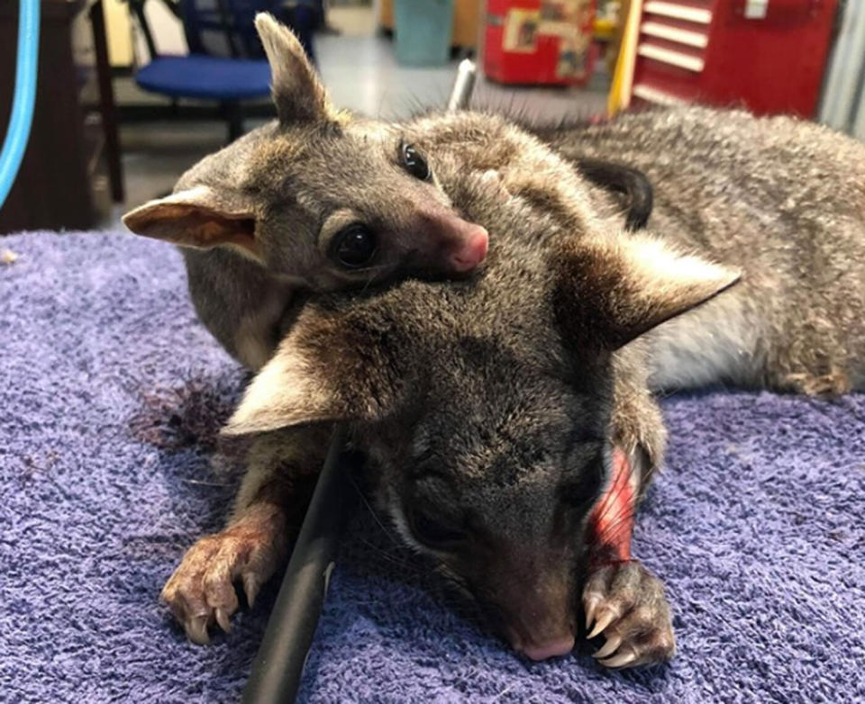 A possum was euthanised after she was shot through the chest with an arrow in NT. 