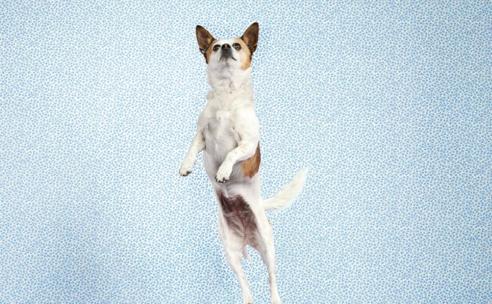 A dog jumping while wagging its tail.