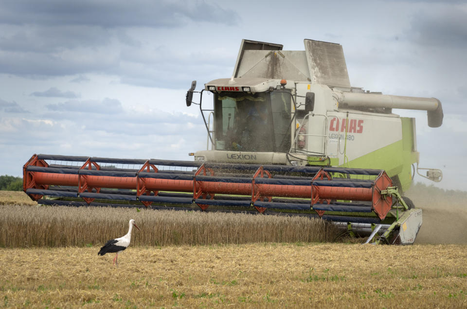 ARCHIVO - Una cigüeña pasa junto a una cosechadora en un campo de trigo en el poblado de Zghurivka, Ucrania, el martes 9 de agosto de 2022. Los países intentan proteger sus suministros de comida ante el efecto combinado de la guerra en Ucrania, la amenaza de El Niño y los daños crecientes por el cambio climático. (AP Foto/Efrem Lukatsky, Archivo)