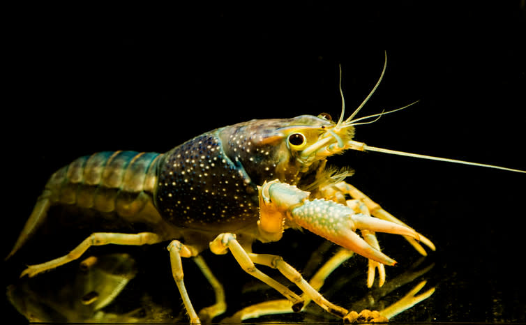 <span class="caption">Crayfish have feelings too.</span> <span class="attribution"><span class="source">Shutterstock</span></span>