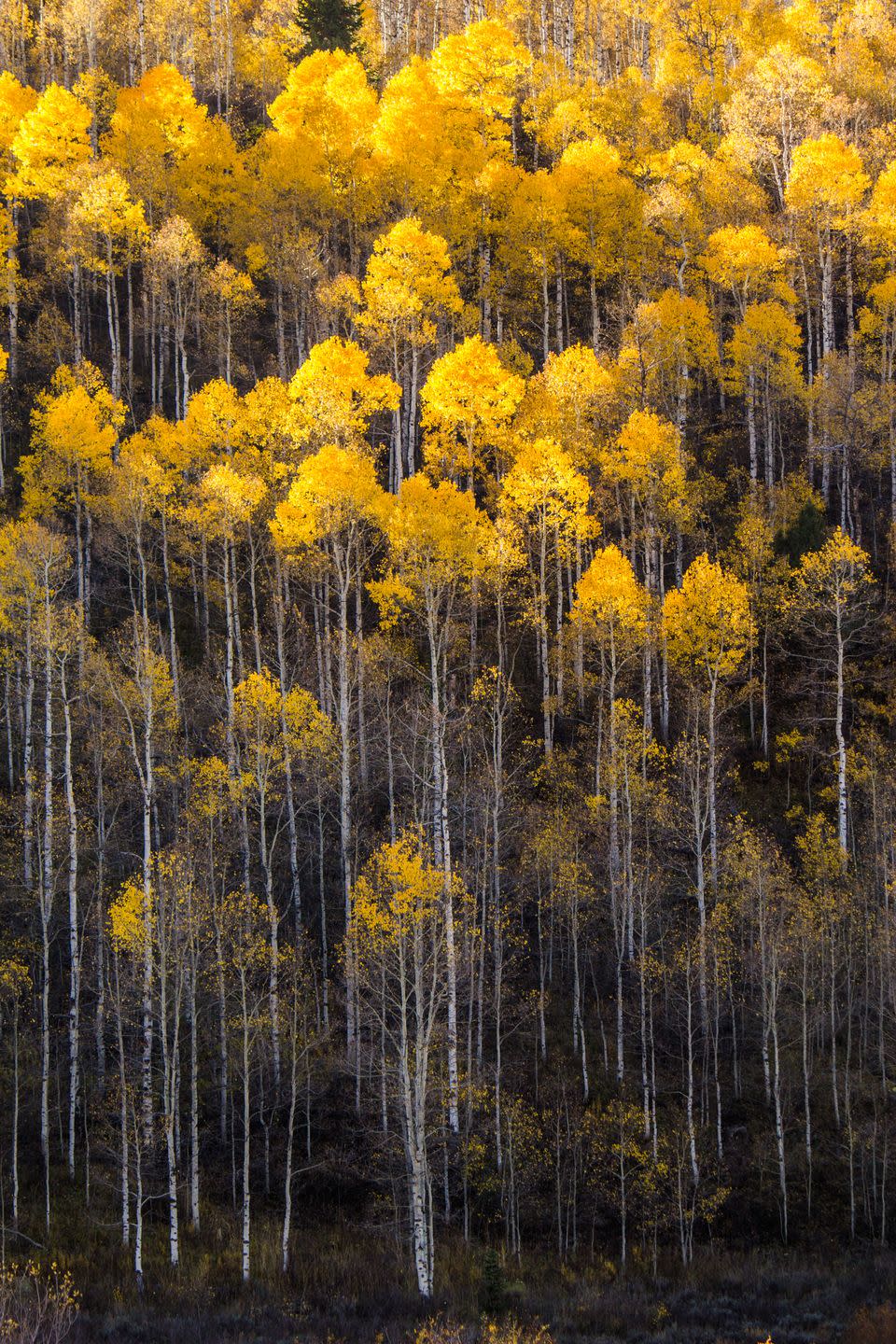The largest known living organism is an aspen grove.
