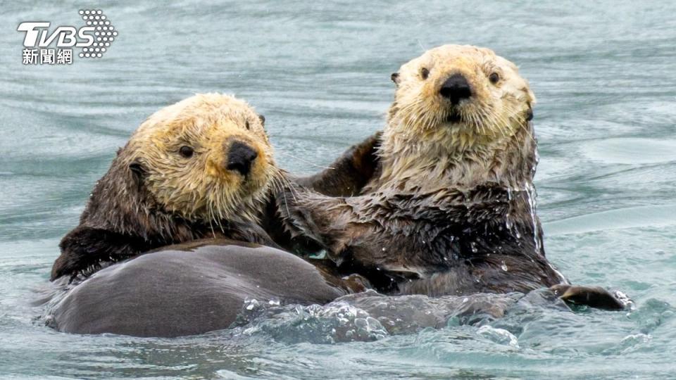 日本各地水族館只剩3隻海獺。（示意圖／shutterstock達志影像）